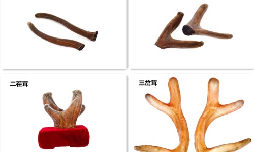macanegra玛卡胶囊-权威macanegra玛卡胶囊平台,分享专业maca玛卡胶囊知识_玛卡增大胶囊网