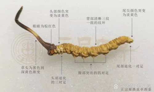 maca玛卡胶囊-权威macanegra玛卡胶囊平台,分享专业maca玛卡胶囊知识_玛卡增大胶囊网